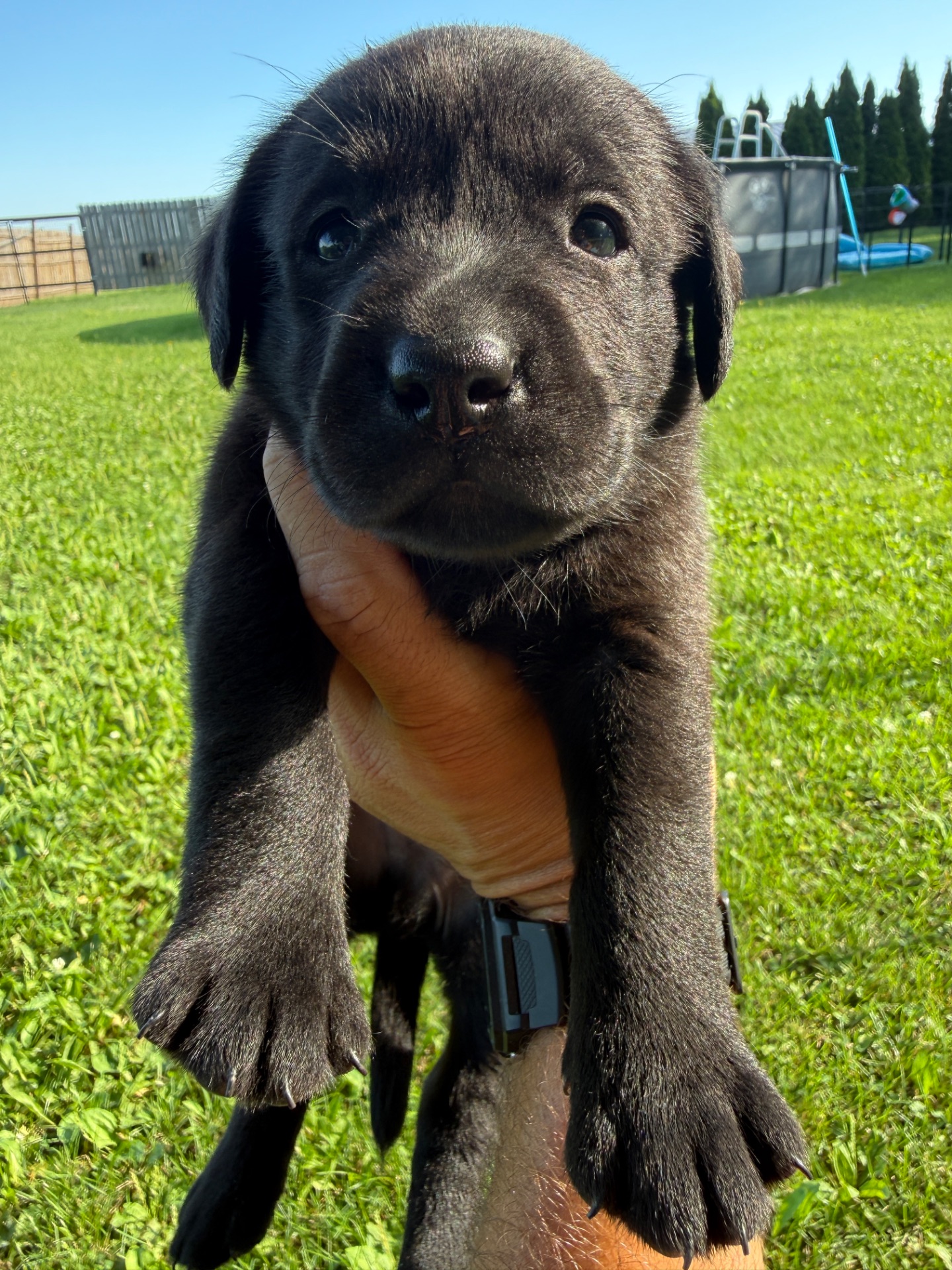 Waylon