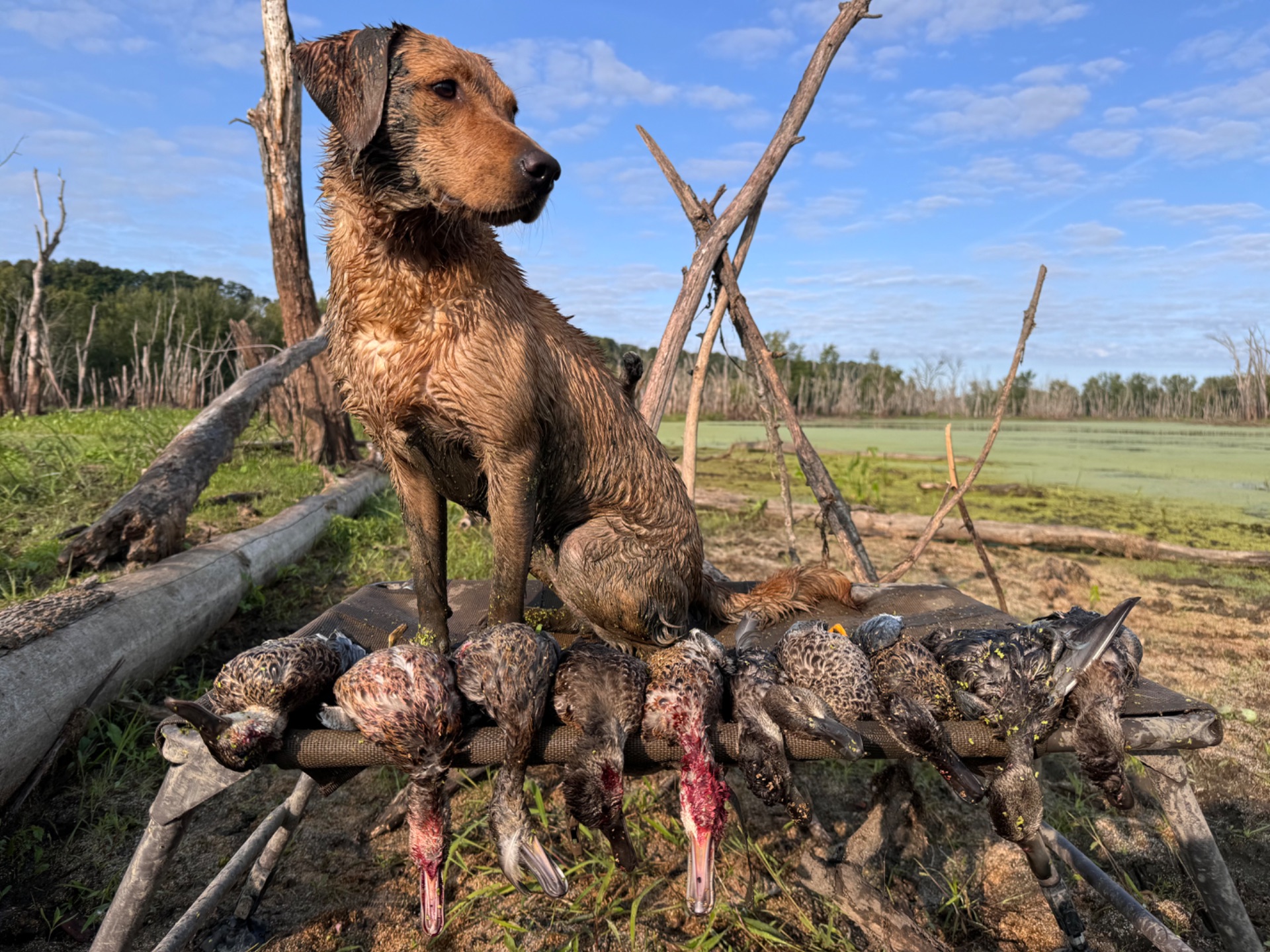Birdy - Massbachs Aunt Bertha