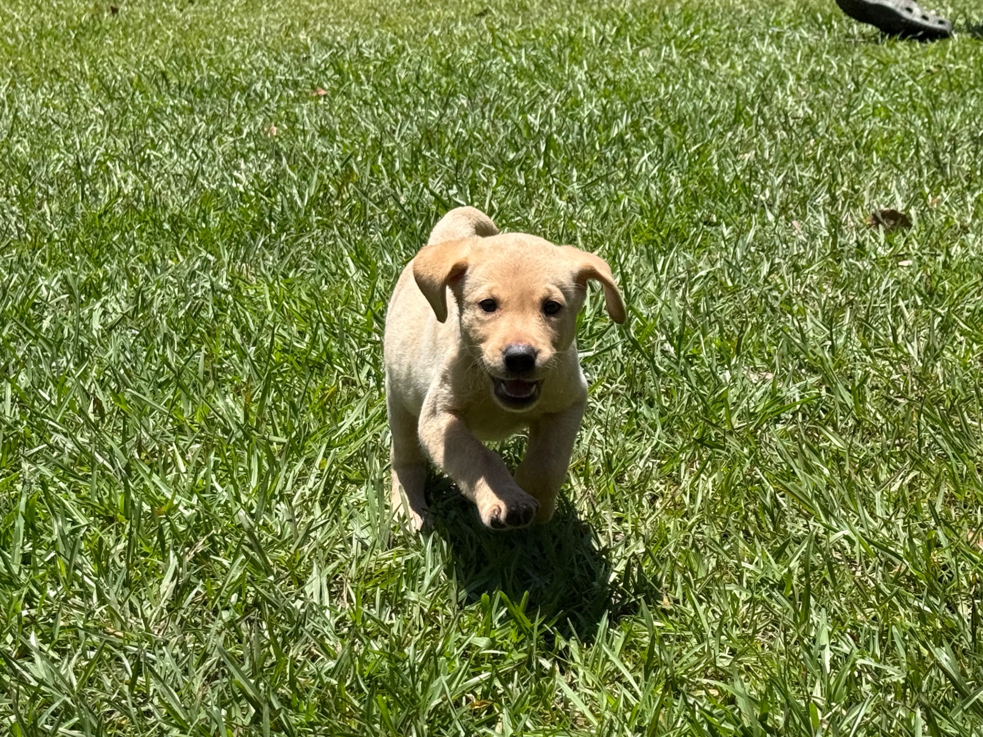 Riggs 26
