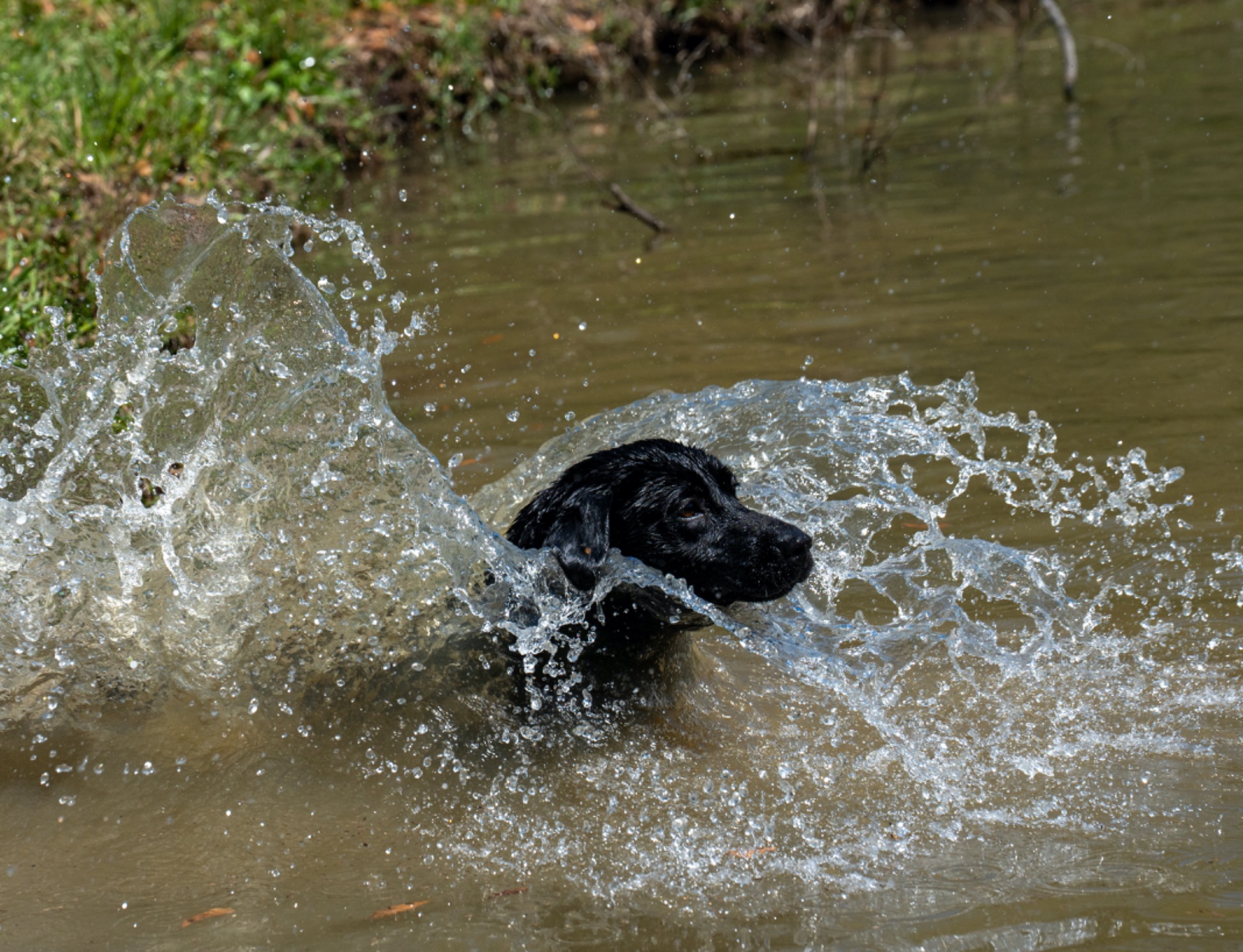 Sheri "ace's Sheri Of Balnaguard" photo 2