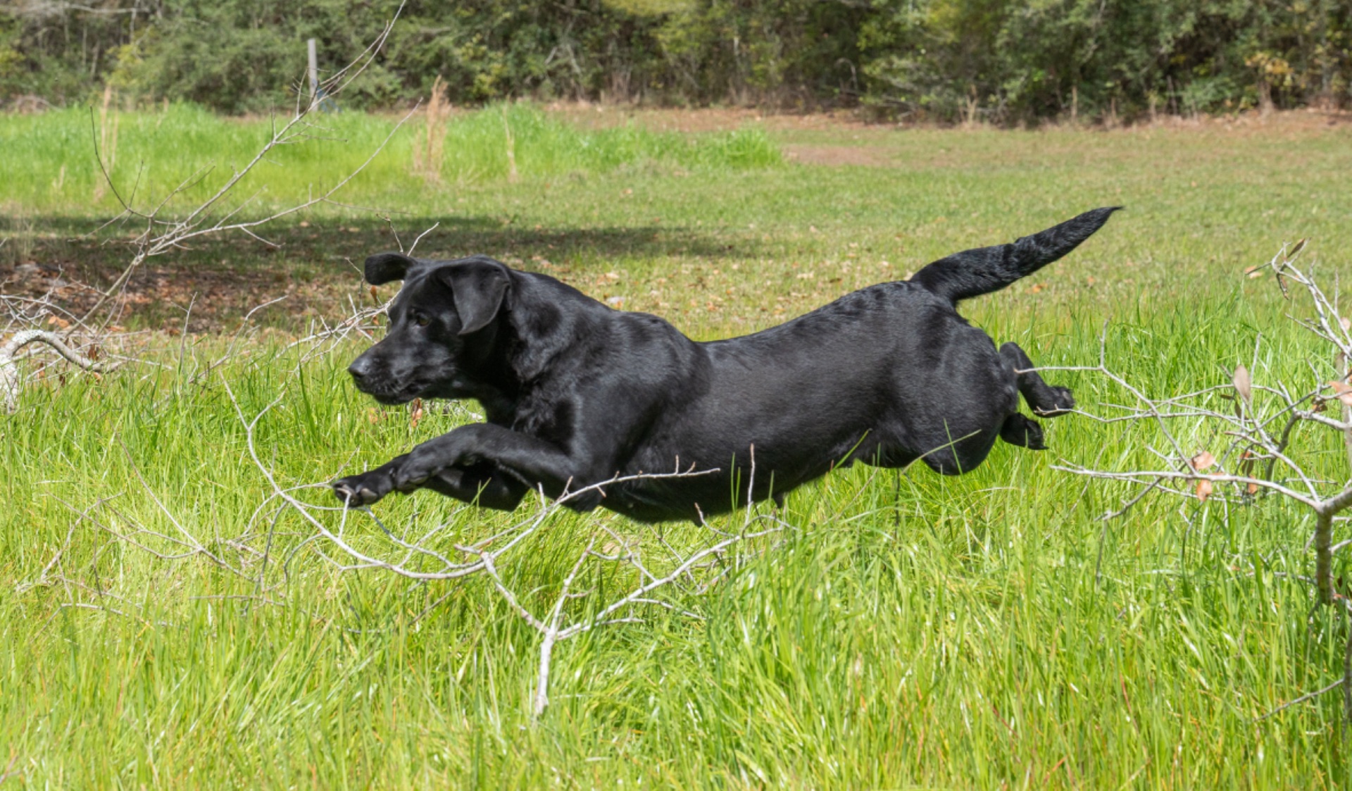 Sheri "ace's Sheri Of Balnaguard"