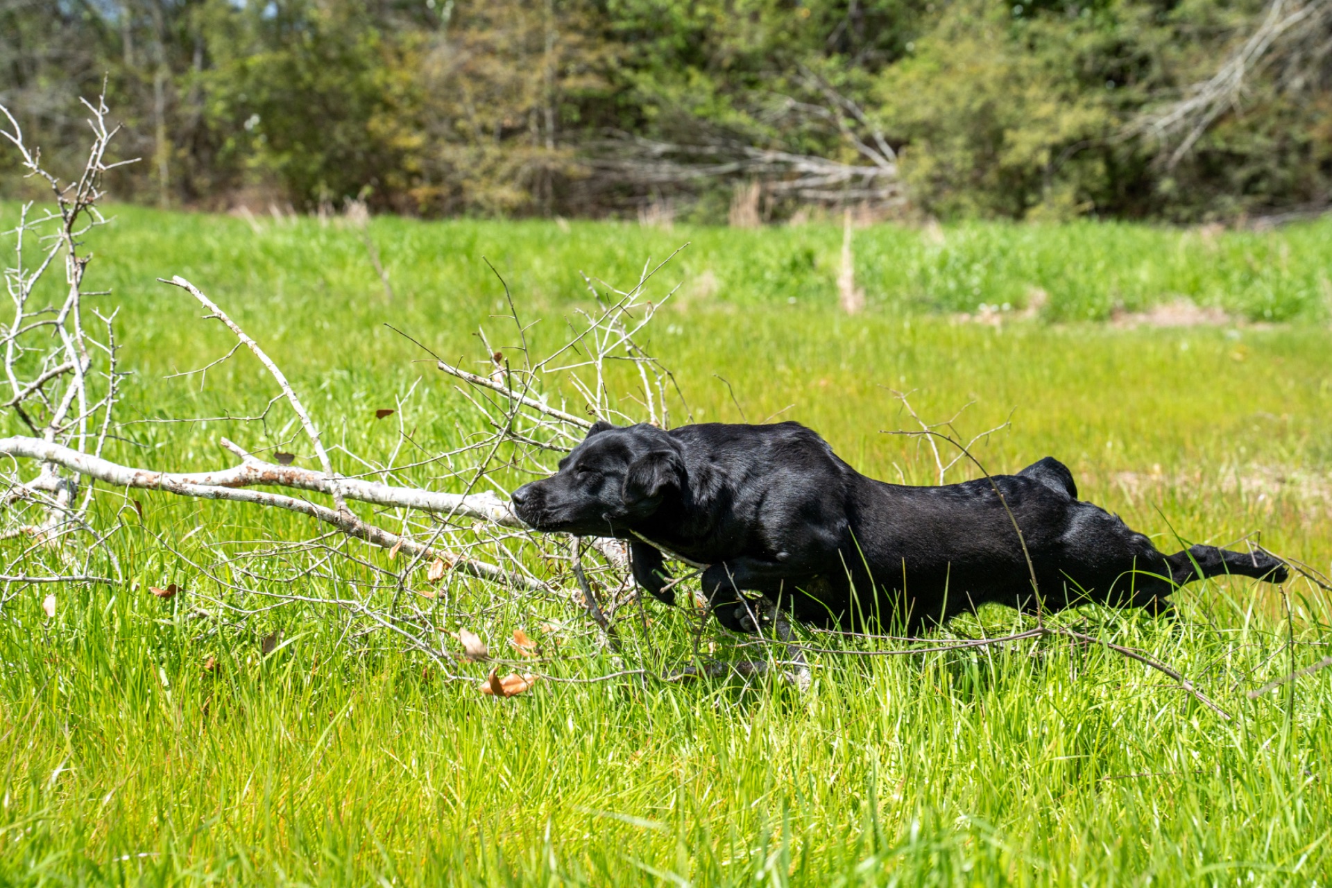 Sheri "ace's Sheri Of Balnaguard" photo 3