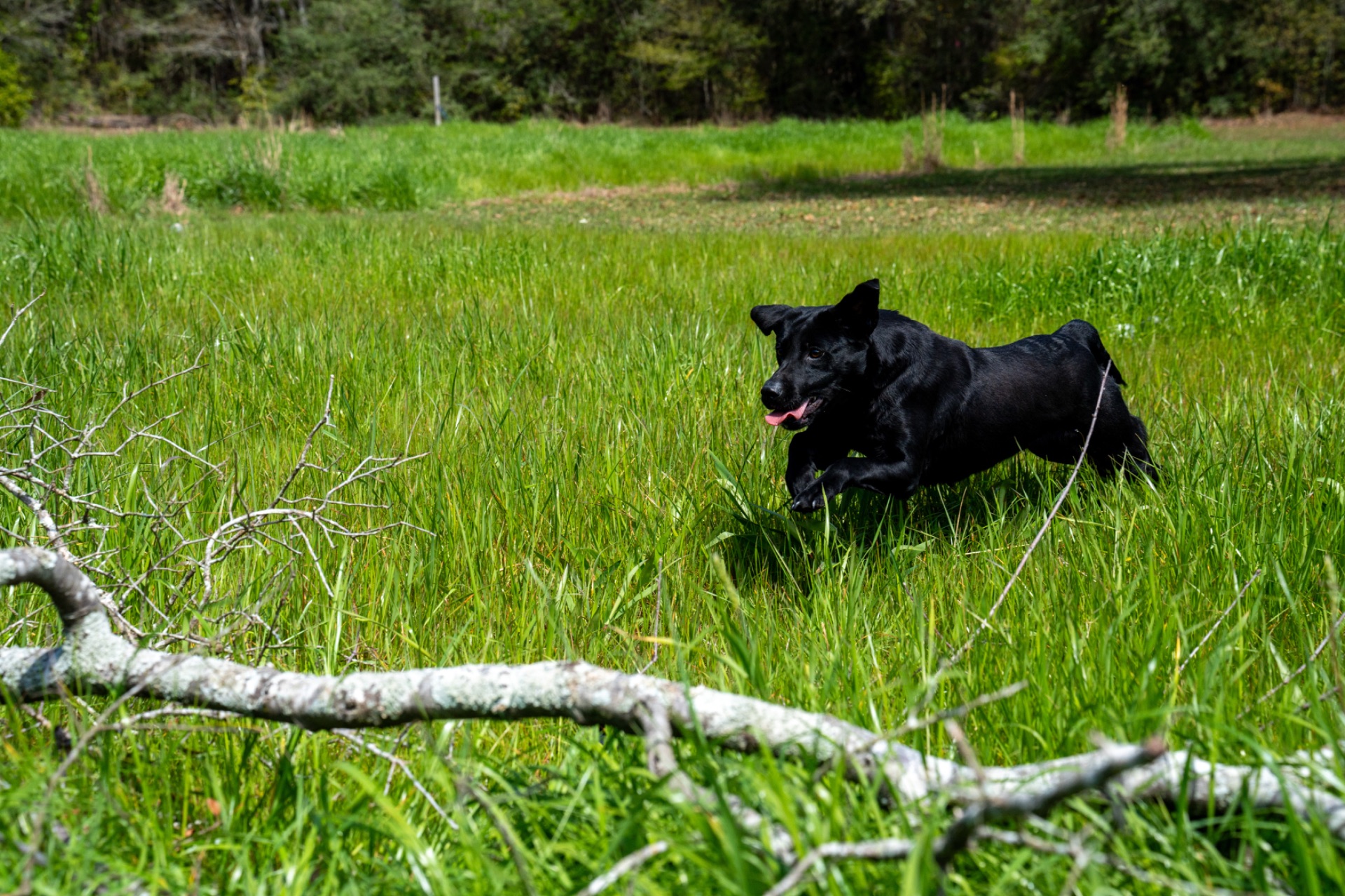 Sheri "ace's Sheri Of Balnaguard" photo 4