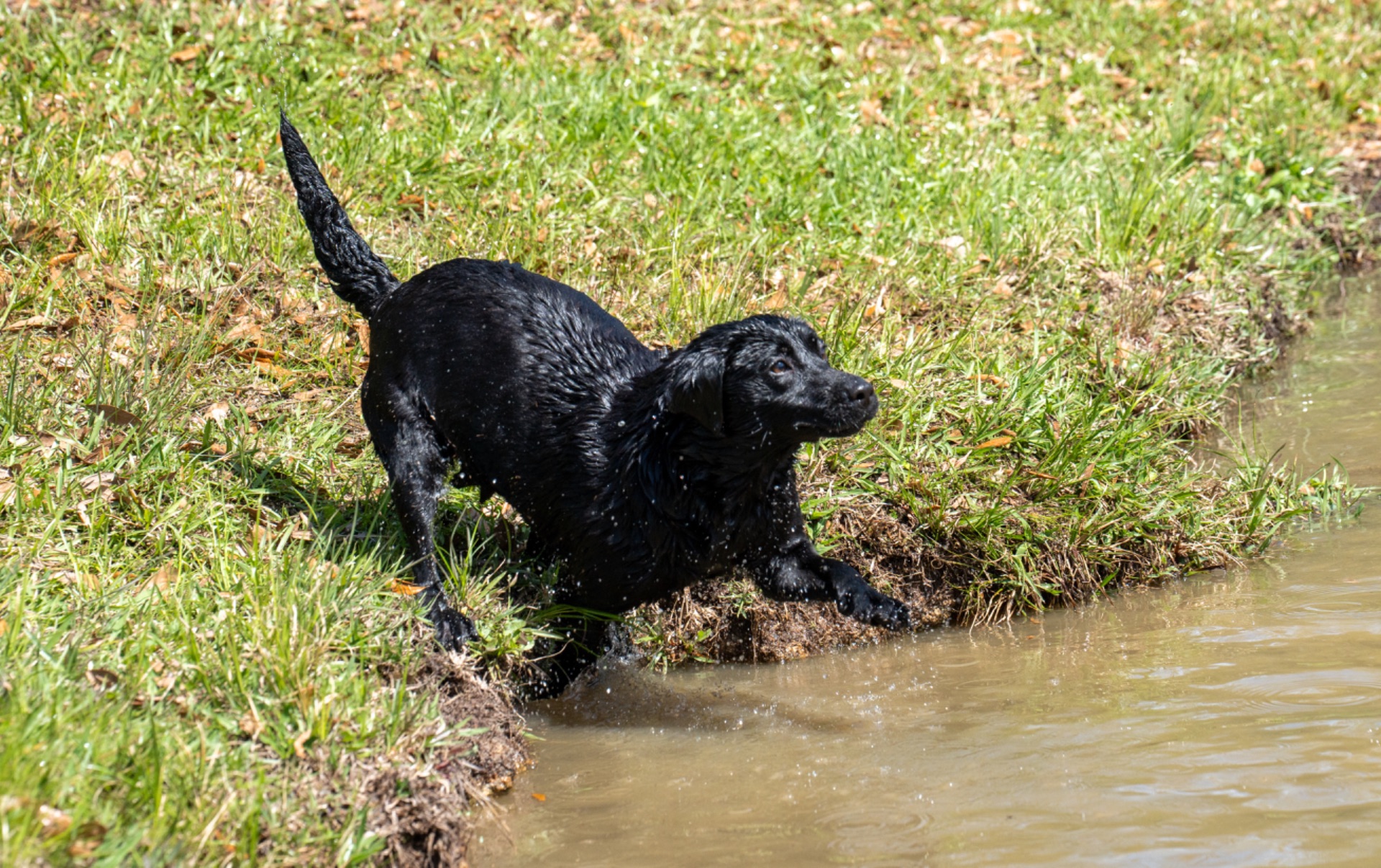 Sheri "ace's Sheri Of Balnaguard" photo 5