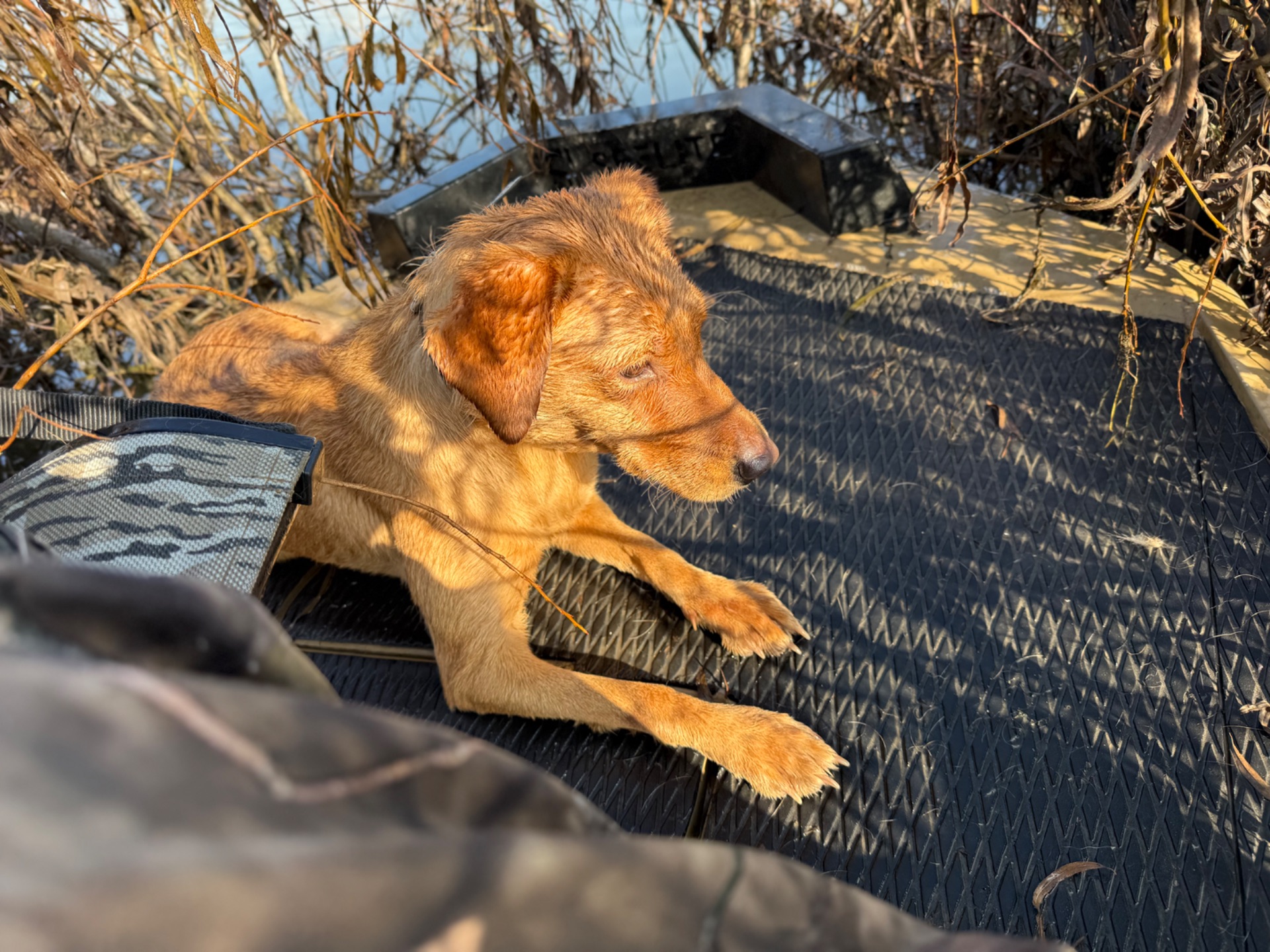 Joplin " Ace's Joplin Of Haggisbank" photo 2