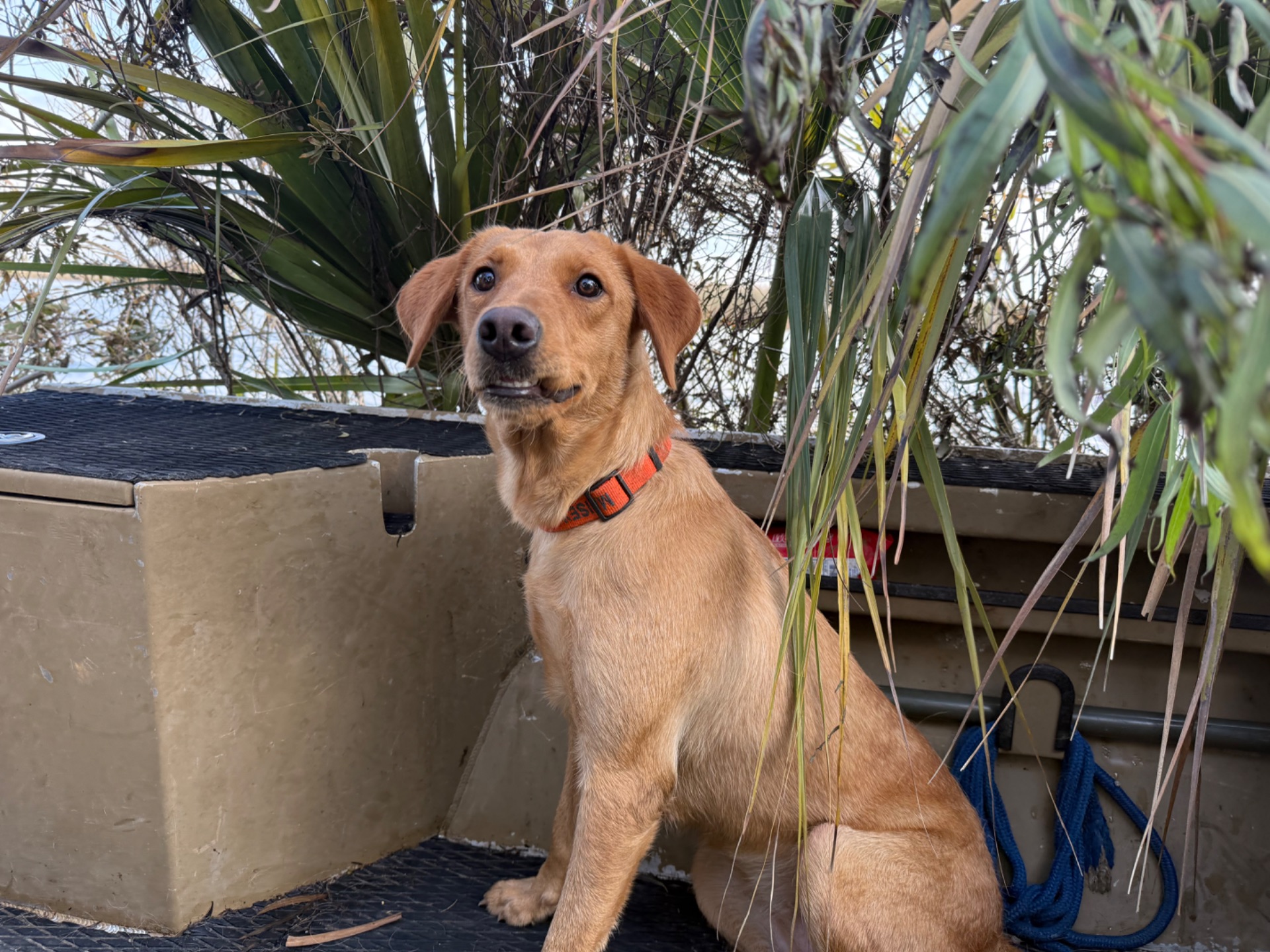 Joplin " Ace's Joplin Of Haggisbank" photo 3