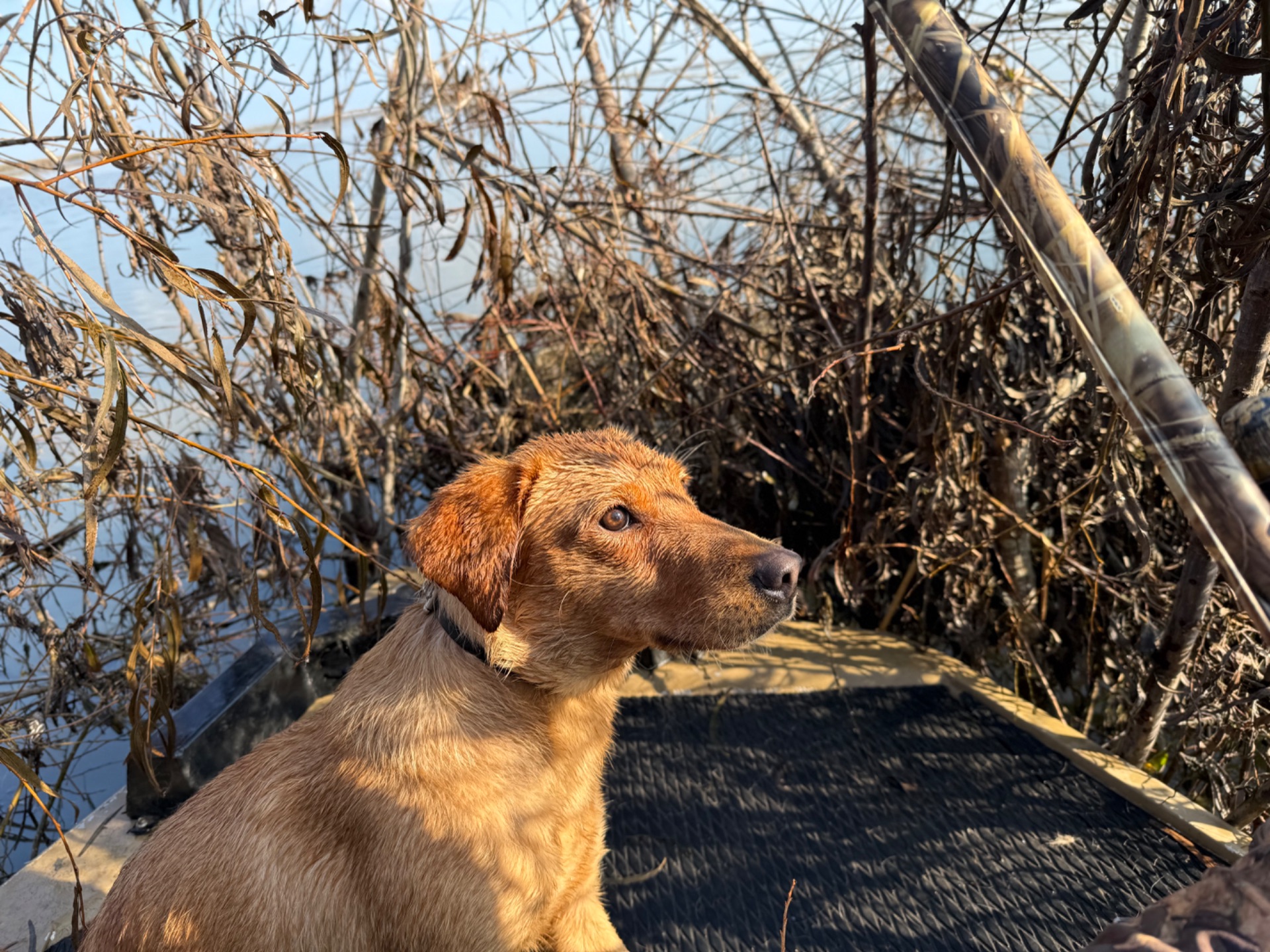 Joplin " Ace's Joplin Of Haggisbank" photo 4