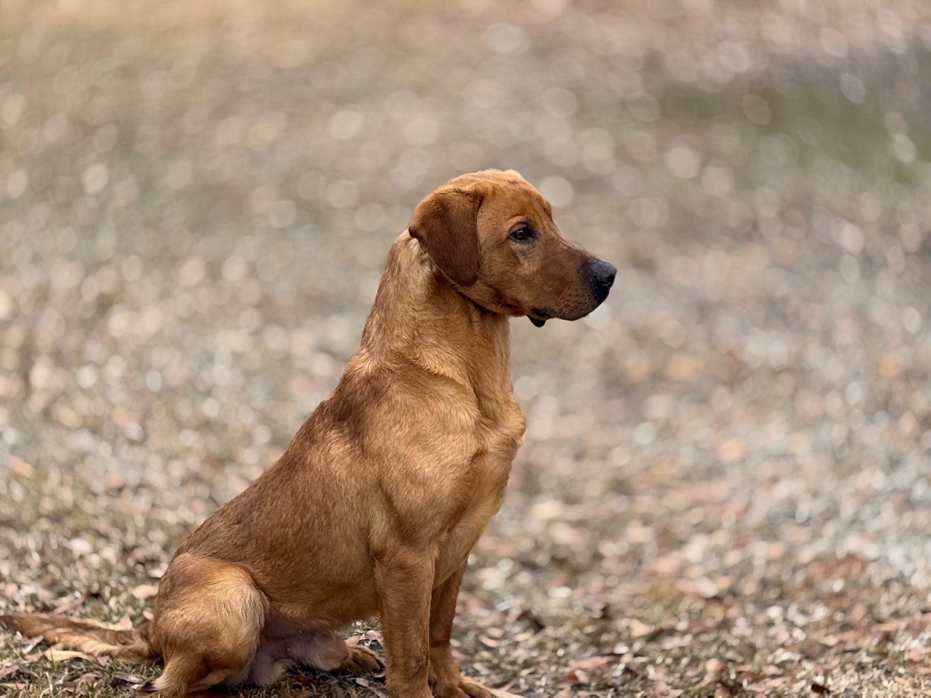 Joplin " Ace's Joplin Of Haggisbank" photo 4