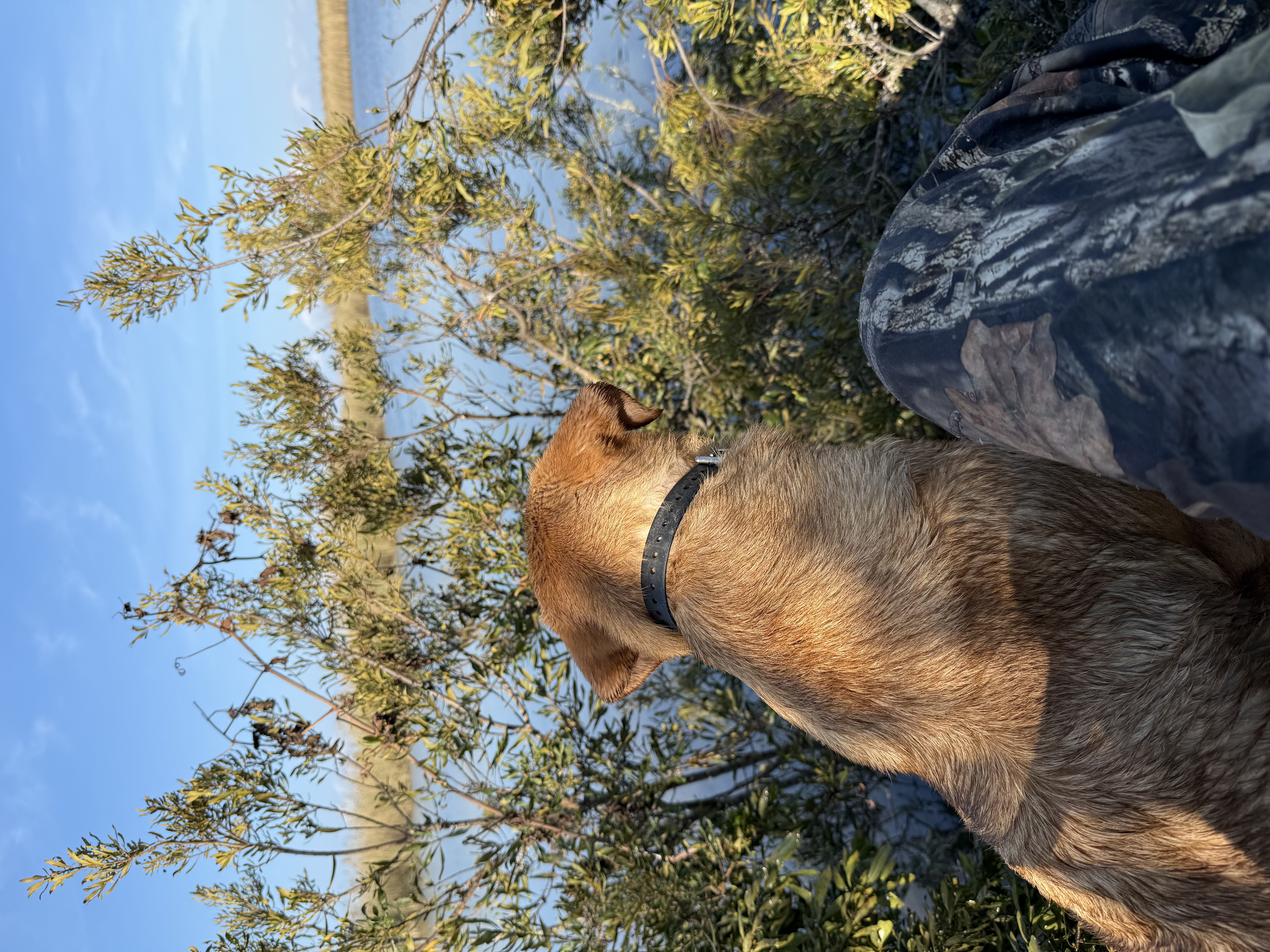 Joplin " Ace's Joplin Of Haggisbank"