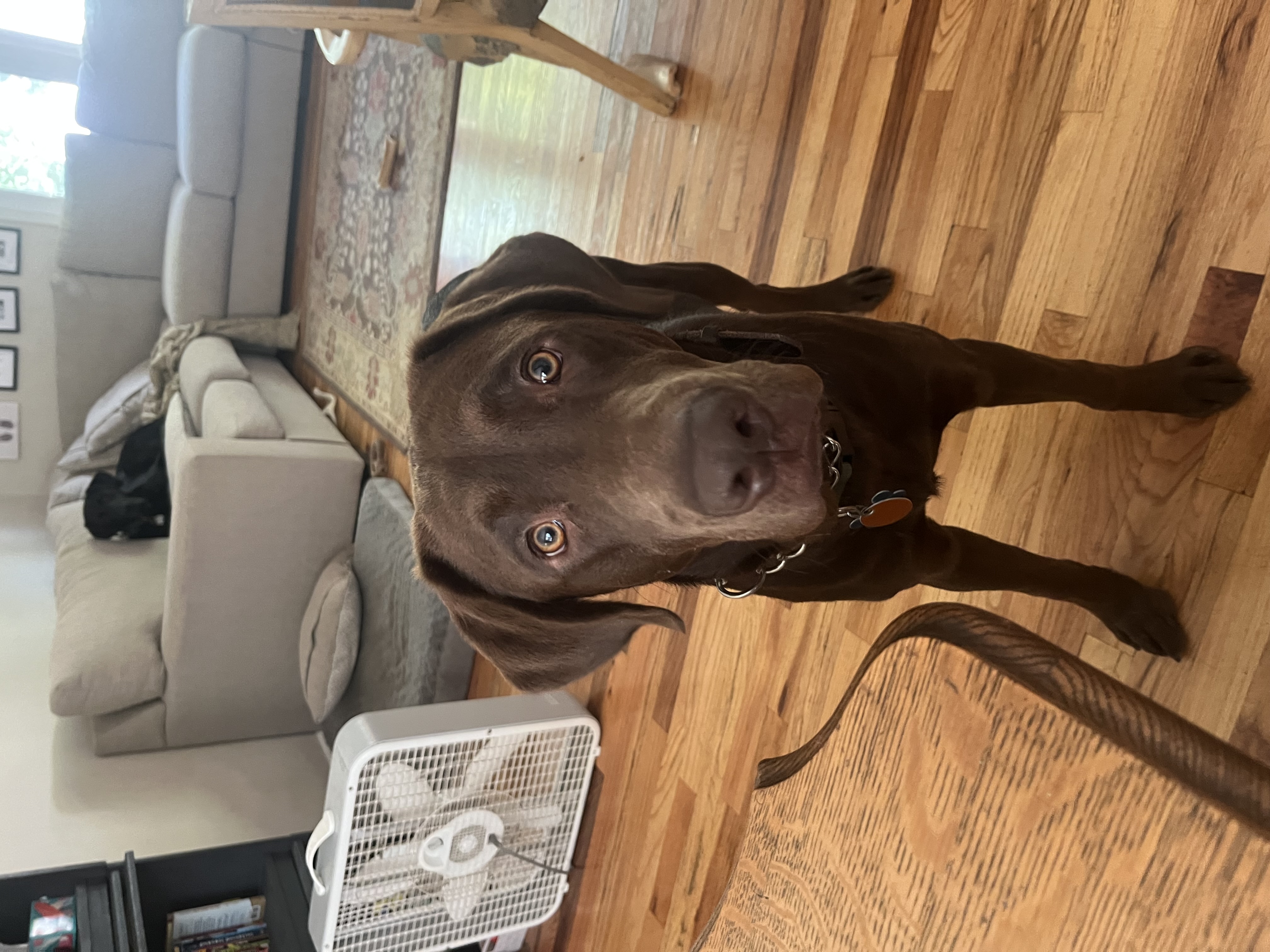 Odin