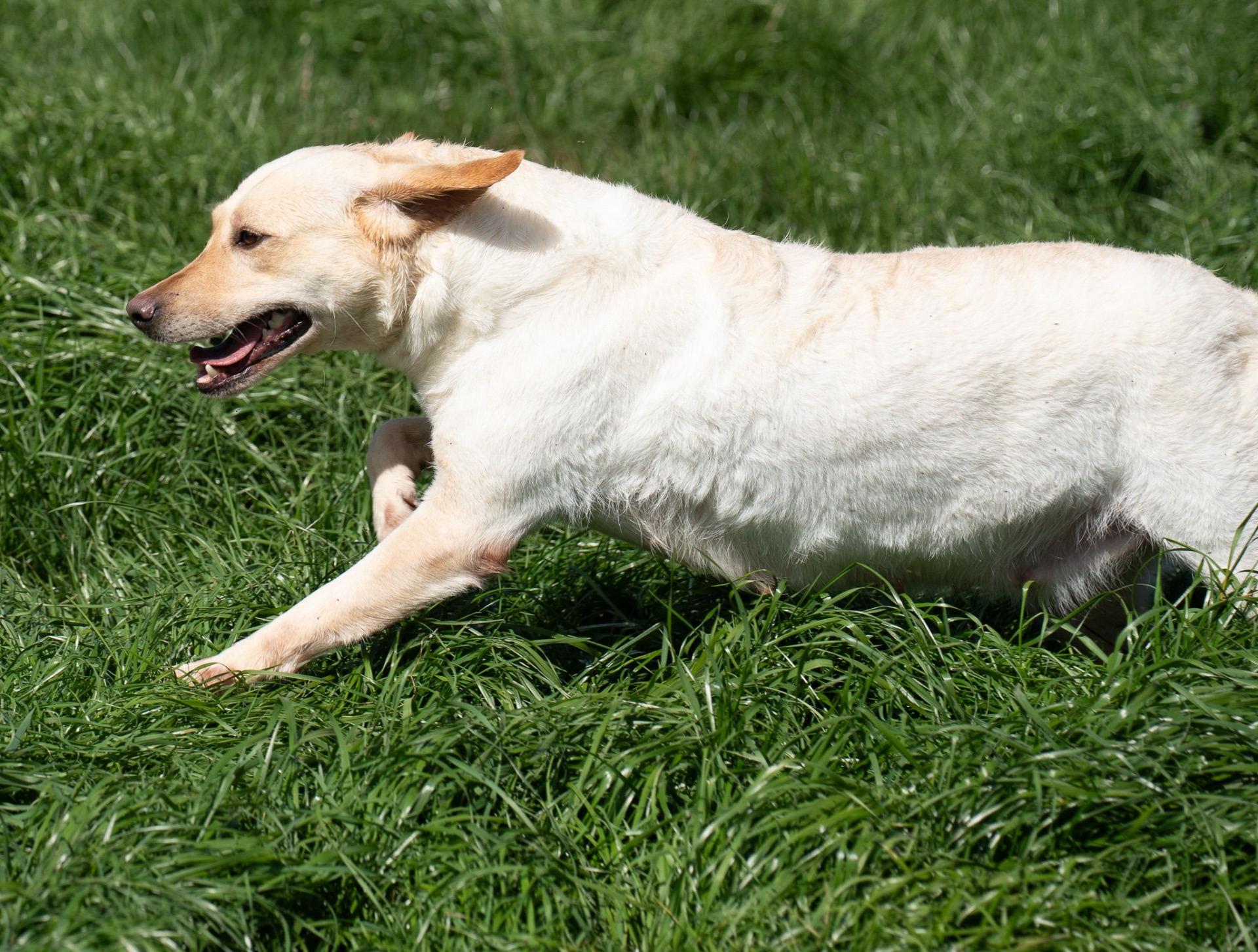 Lulu "Ace's Lulu of Balnaguard Thunder"