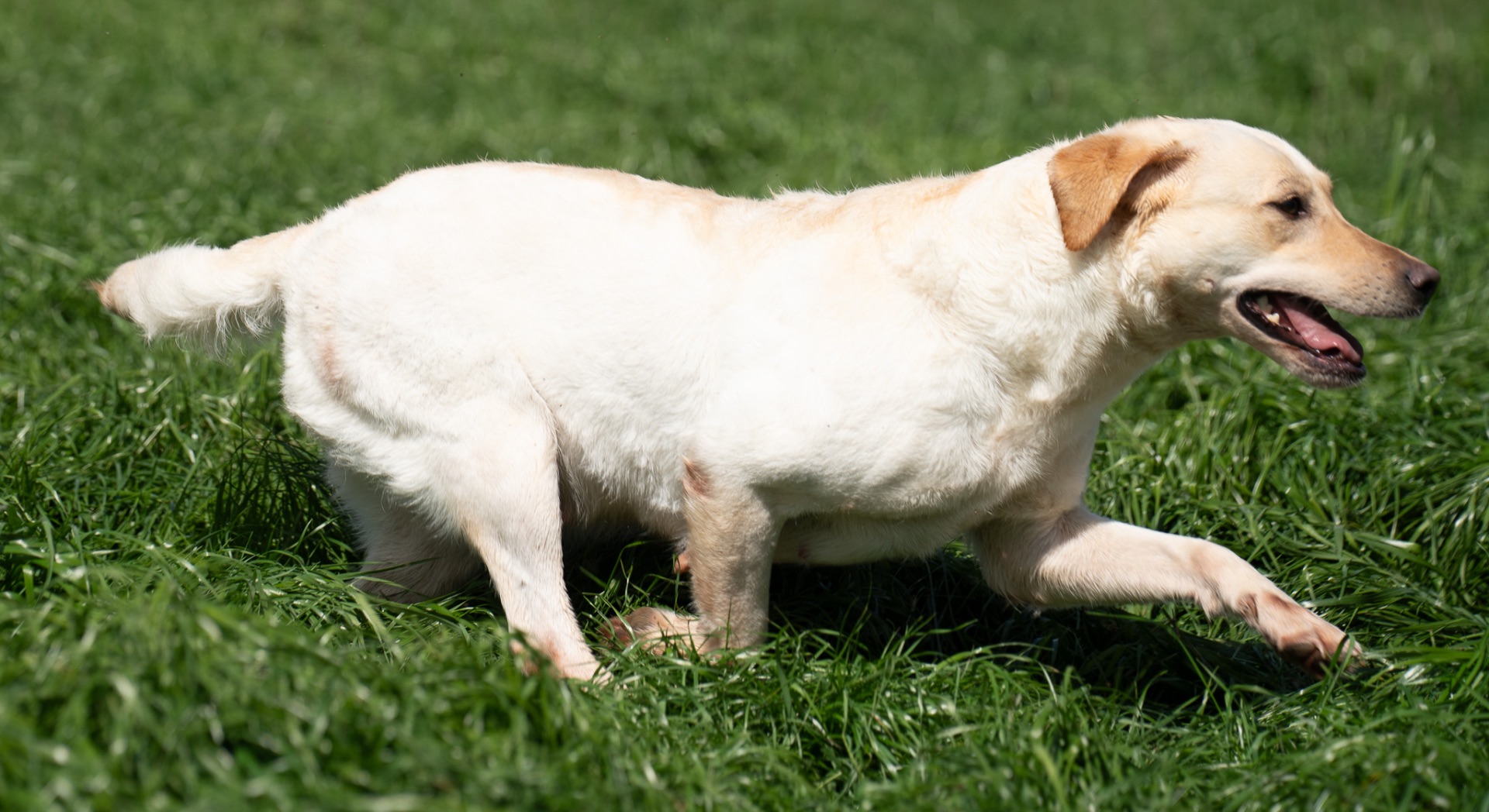 Lulu "Ace's Lulu of Balnaguard Thunder" photo 2