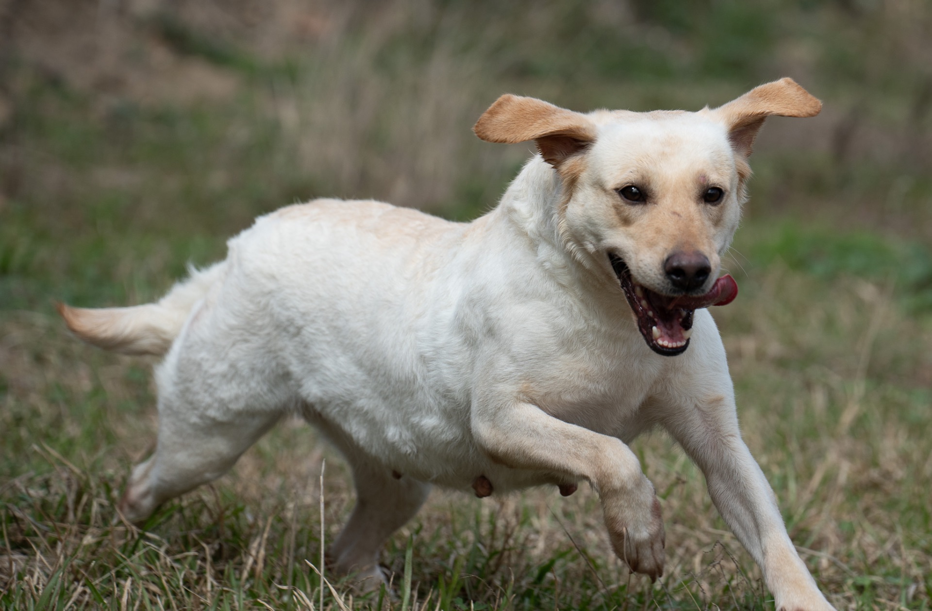 Lulu "Ace's Lulu of Balnaguard Thunder" photo 3