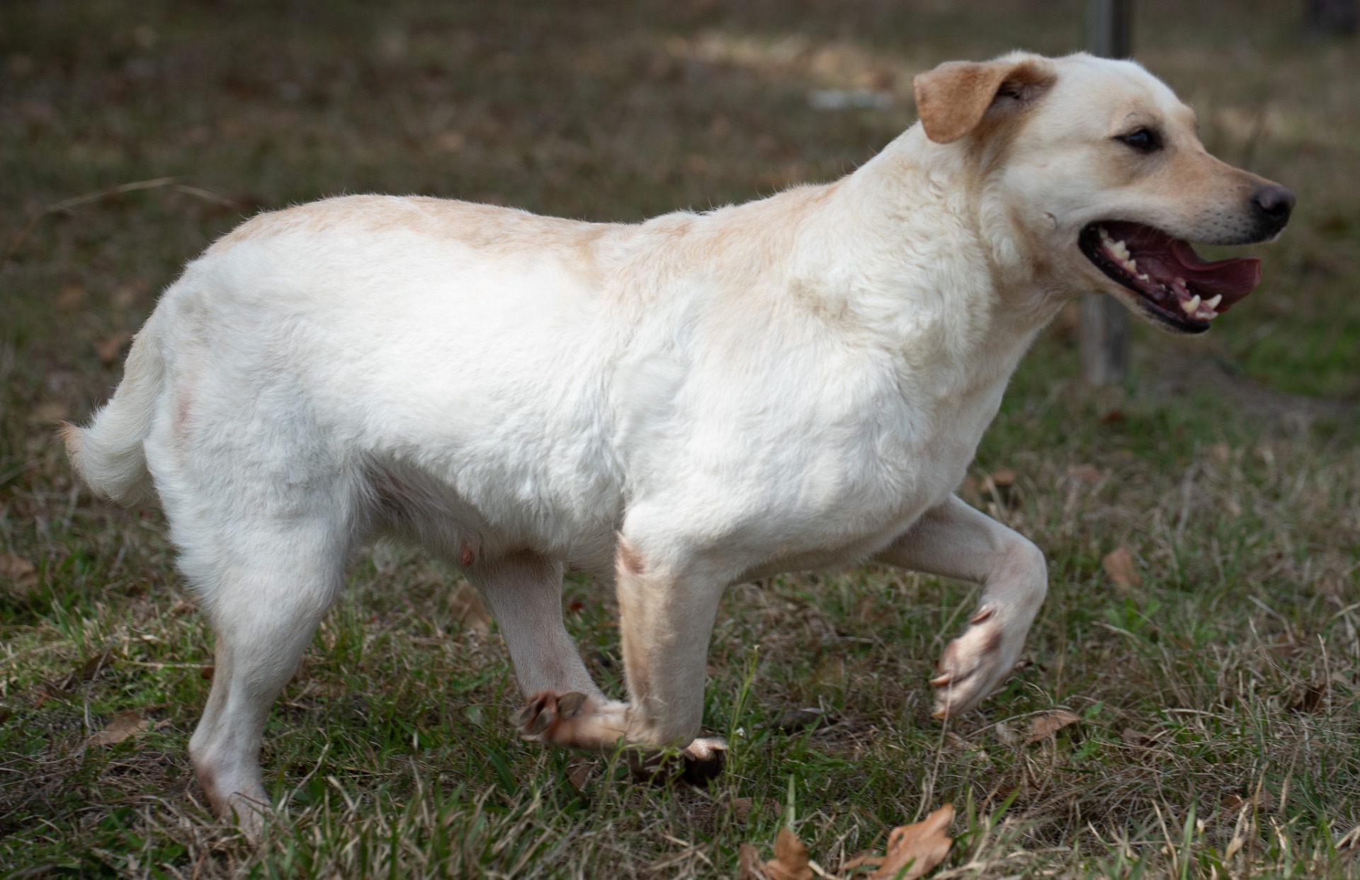 Lulu "Ace's Lulu of Balnaguard Thunder" photo 4