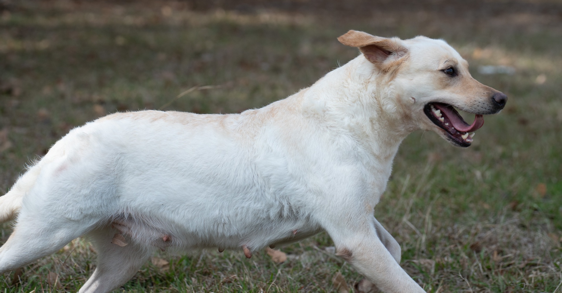 Lulu "Ace's Lulu of Balnaguard Thunder" photo 5