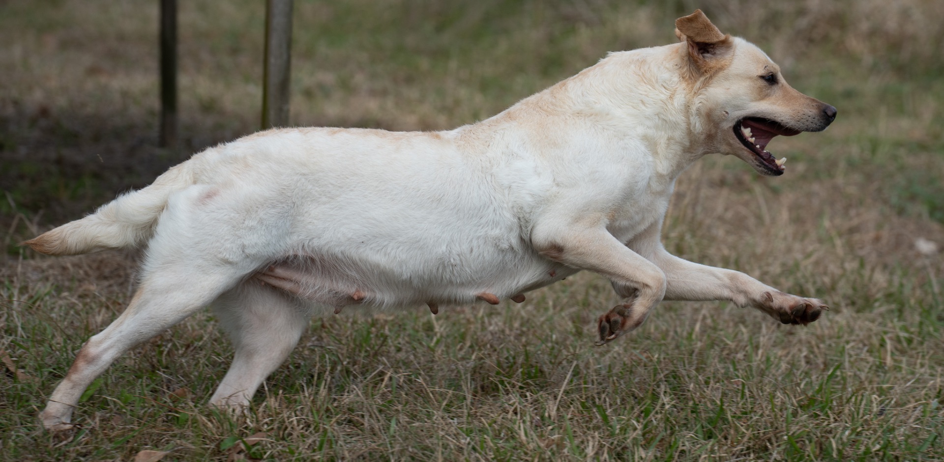 Lulu "Ace's Lulu of Balnaguard Thunder" photo 6