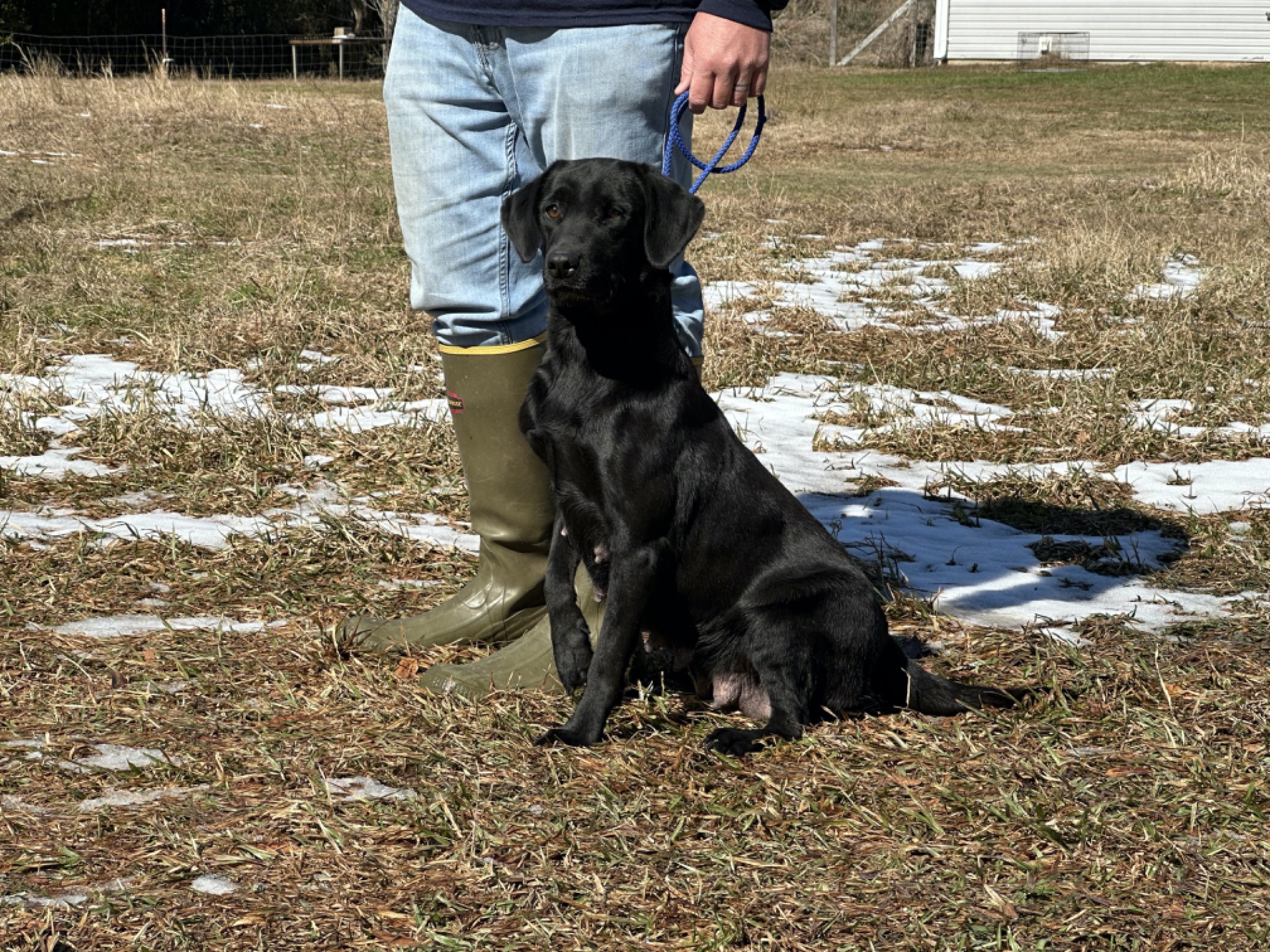 Lilly "Ace's Lilly Of Harris"