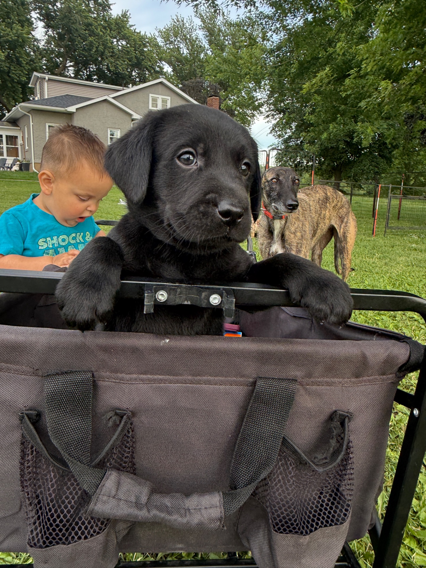Cooper (Light Blue Collar)