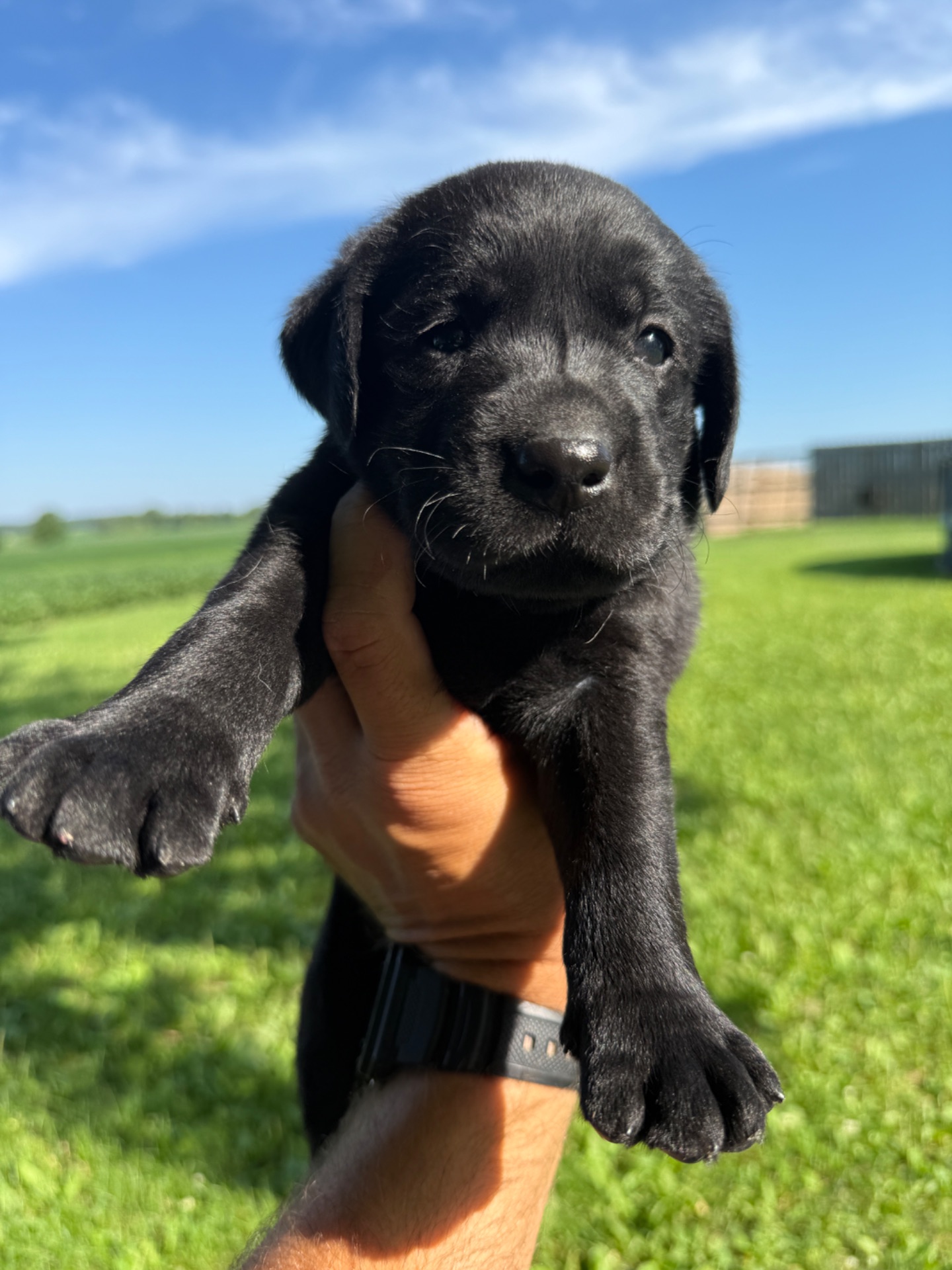 Merle