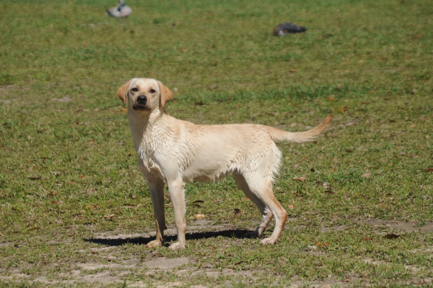 Skyler "Ace's Skyler of Mediteran Blue"