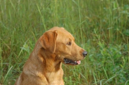 Diablo "Aces Dark Diablo of Myrton" photo 3