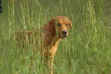 Diablo "Aces Dark Diablo of Myrton" photo 5