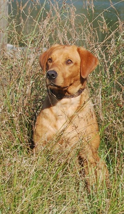 Diablo "Aces Dark Diablo of Myrton" photo 6