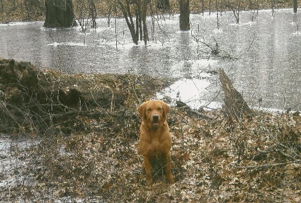 Diablo "Aces Dark Diablo of Myrton" photo 7