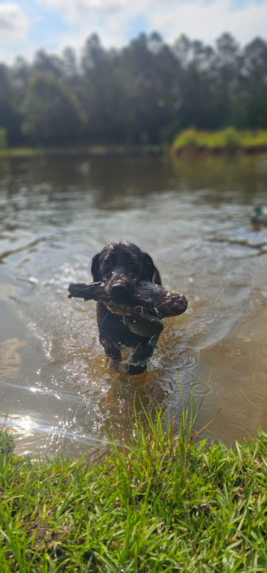 Remington Loretta "Remi" - Labrador Retriever