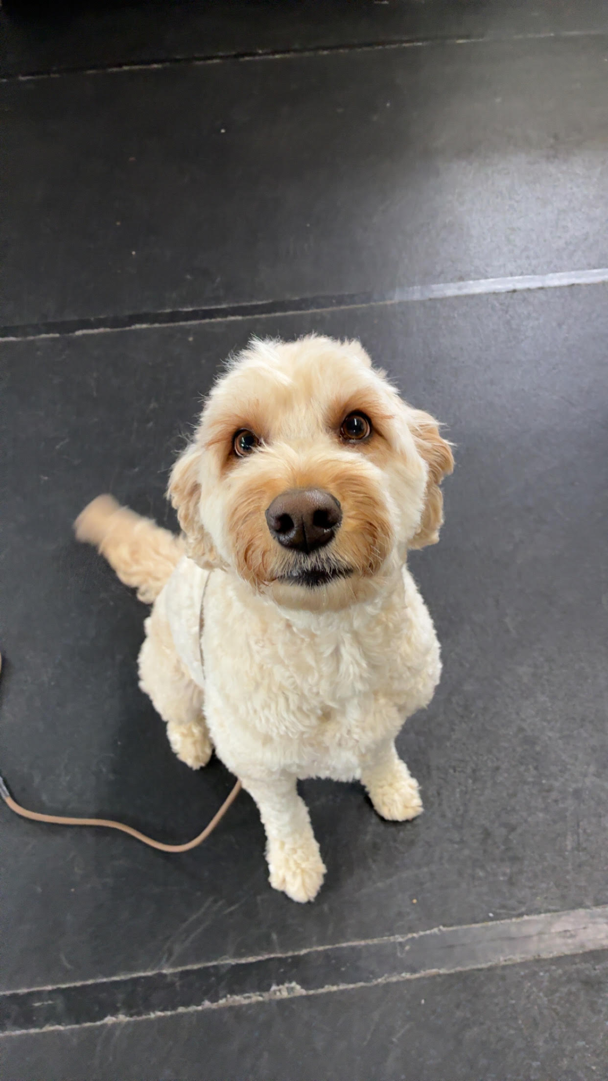 Gracie - Doodle