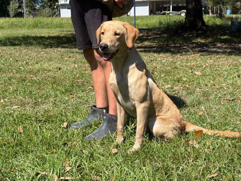 Zev 26, Labrador Retriever