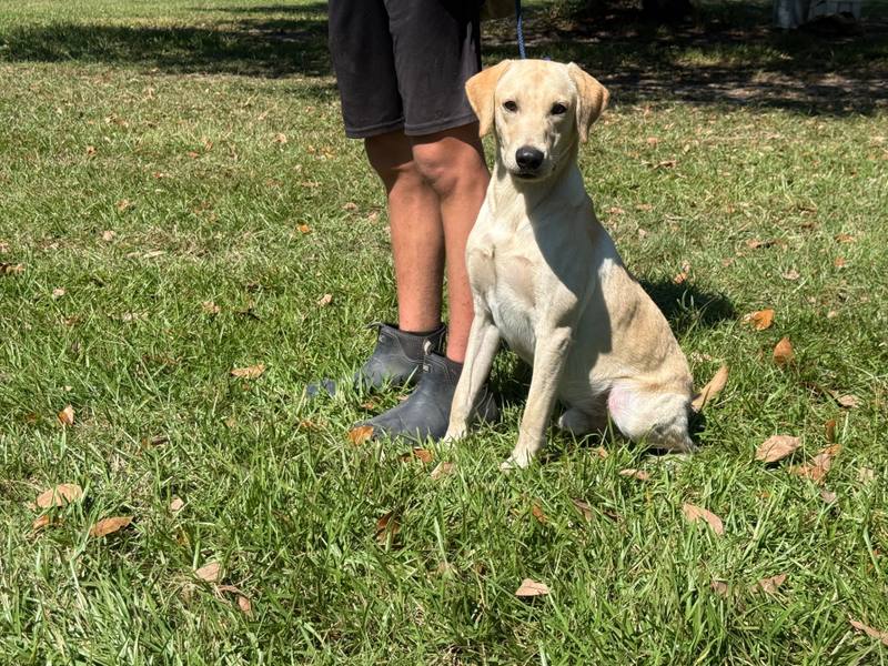 Felix 25, Labrador Retriever