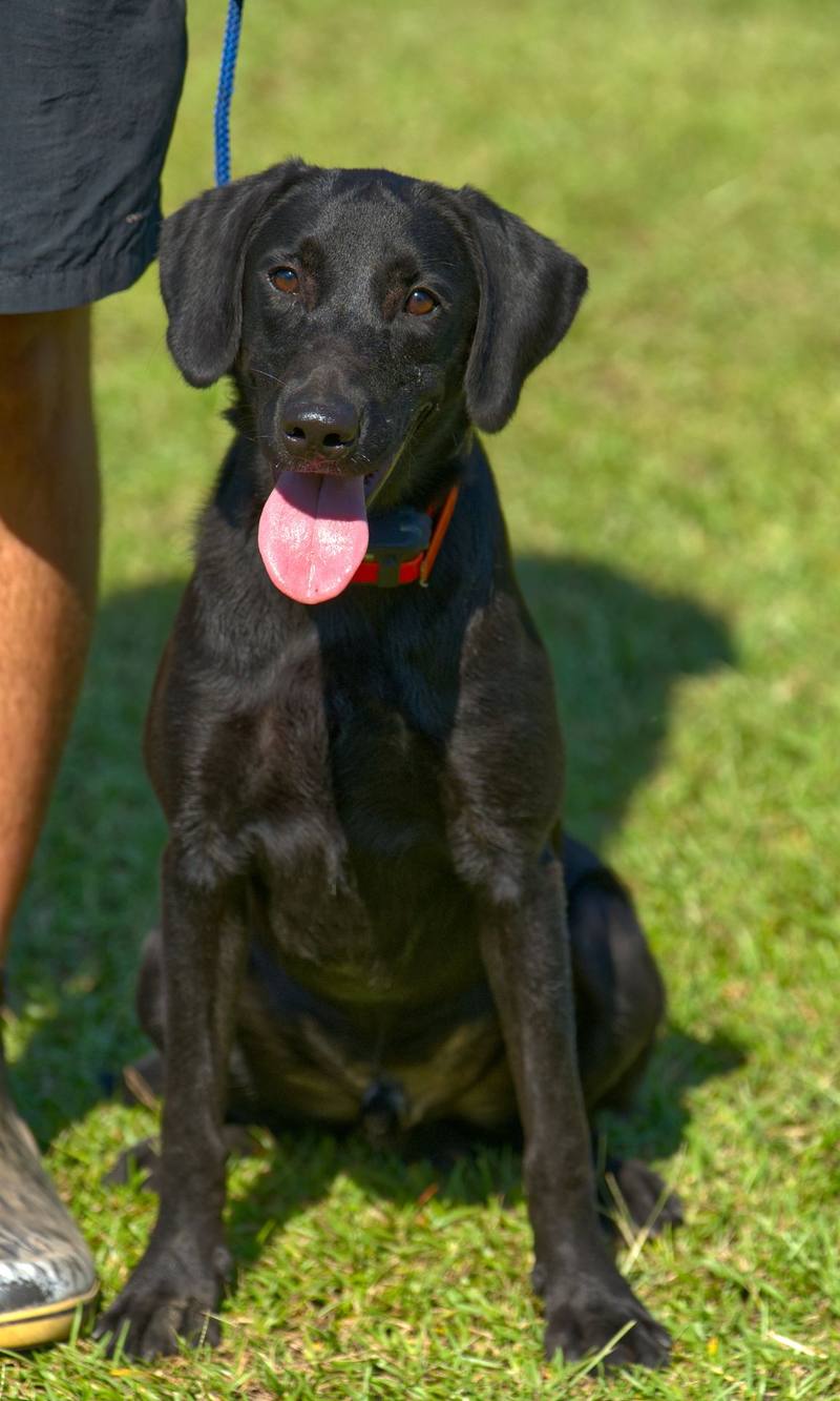 Sterling 25, Labrador Retriever